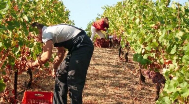 Μέχρι τις 14 Ιουνίου οι αιτήσεις για ένταξη στο πρόγραμμα Αναδιάρθρωσης και Μετατροπής αμπελουργικών εκτάσεων 2022-2023