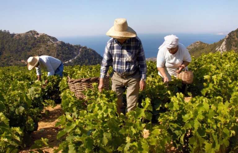Μέχρι τις 11 Μαΐου η υποβολή αιτήσεων των ενδιαφερόμενων αμπελοκαλλιεργητών για ένταξη στο μέτρο πρώιμης συγκομιδής στην Περιφέρεια Δυτικής Ελλάδας