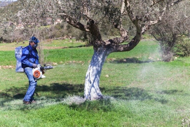 Ξεκινά τη Δευτέρα (2/9) ο δεύτερος γενικός ψεκασμός δακοκτονίας
